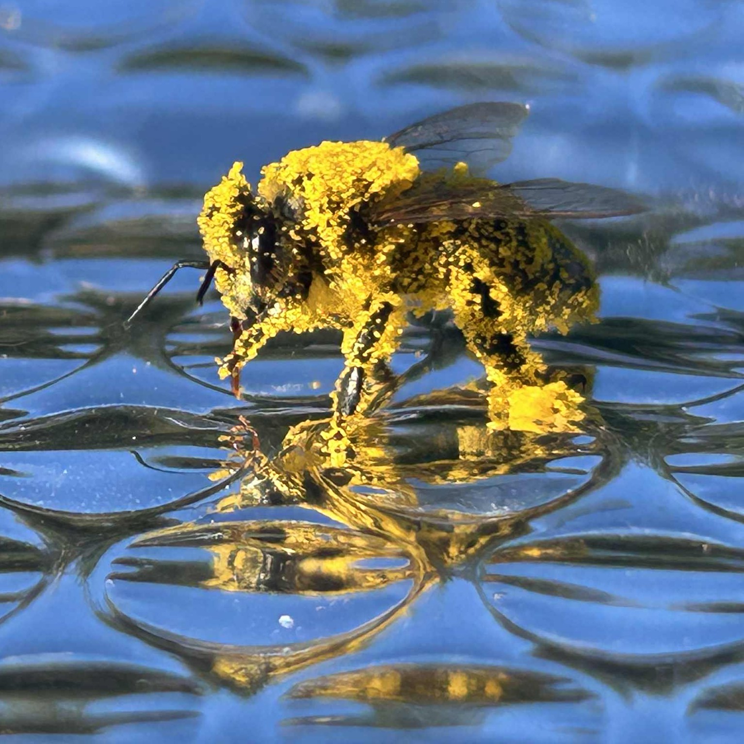 abeille - pollen.jpg